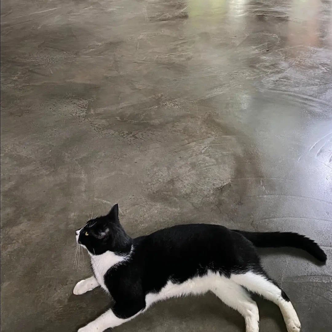 Black and white cat lying on a concrete floor