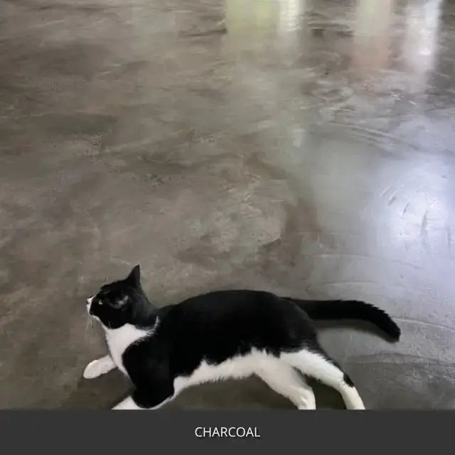 Sealed concrete floor with a cat walking across it, AcquaTint™ PRO Colored Sealer in 506 Charcoal