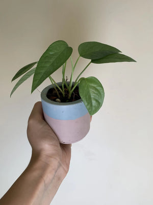 Concrete Planter by Rio Lane Designs
