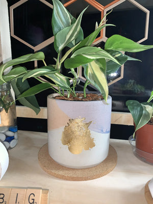 Concrete Planter by Rio Lane Designs