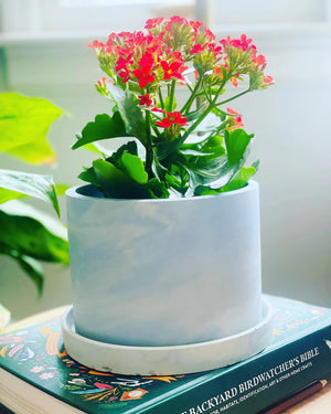 Steel blue - Concrete planters by fernwehcandlesco