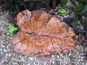 Acid Stain Concrete Decor