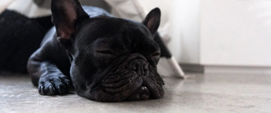 French bulldog sleeps on a concrete floor under a tent, making its choice in the concrete vs. carpet debate clear