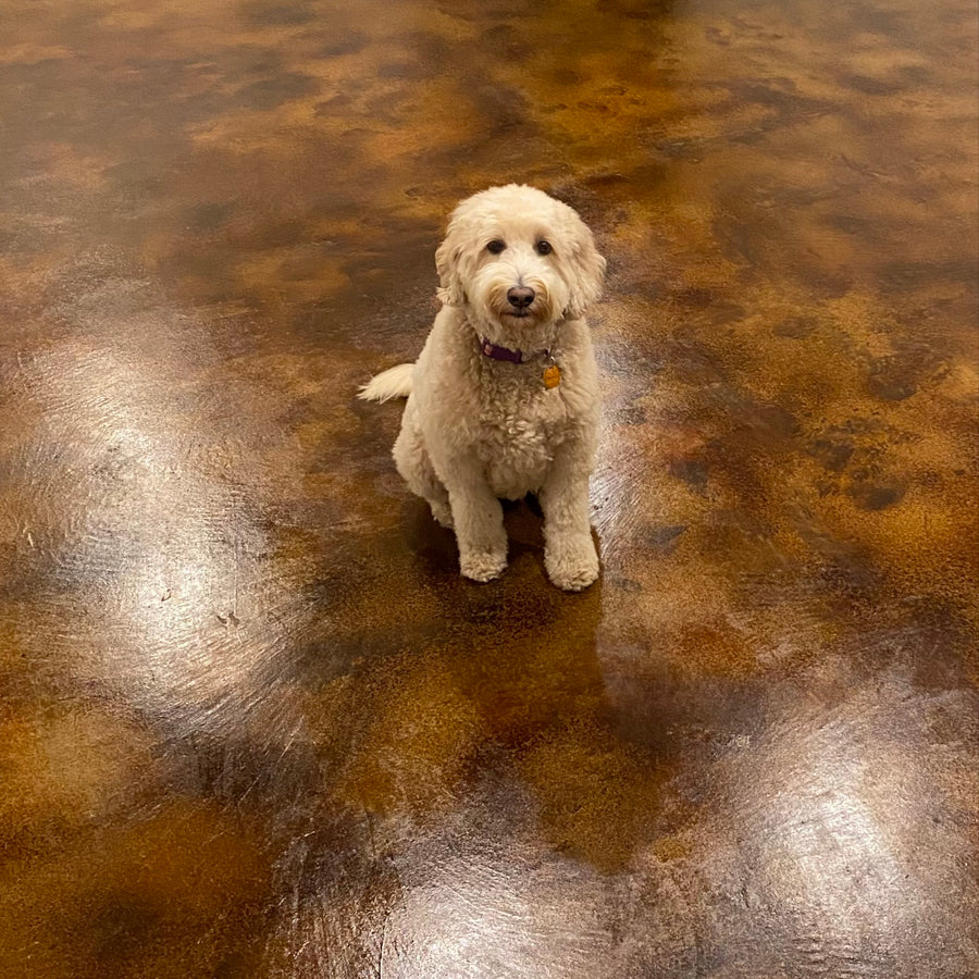 Finished rec room floor with a glossy, stained concrete surface and a dog sitting happily