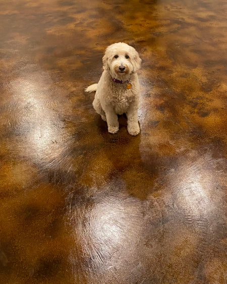 pet-friendly stained concrete floors