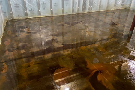 Coffee Brown EverStain acid stain applied wet-on-wet over still-damp Desert Amber on a concrete floor