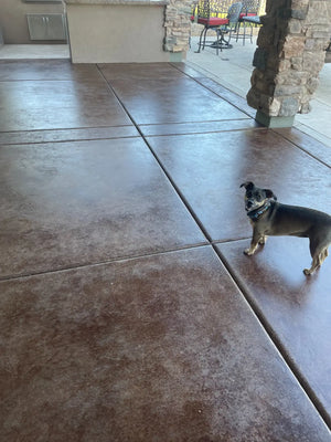 Dog standing on a finished warm brown concrete patio with mottled color, visible control joints, and realistic sealed sheen