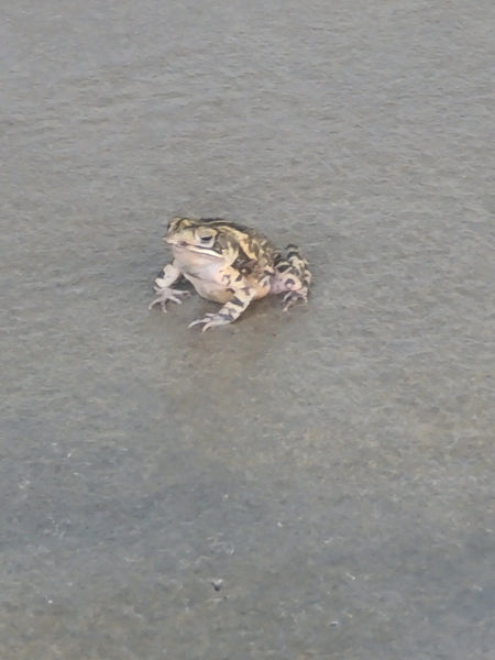 Concrete Patio Floor Frog