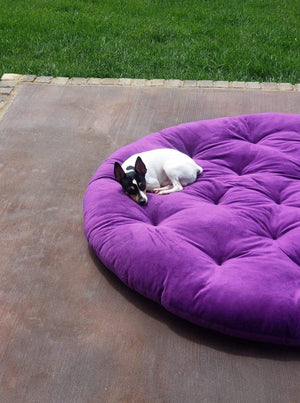 Easy to clean and pet friendly acid stained concrete floors