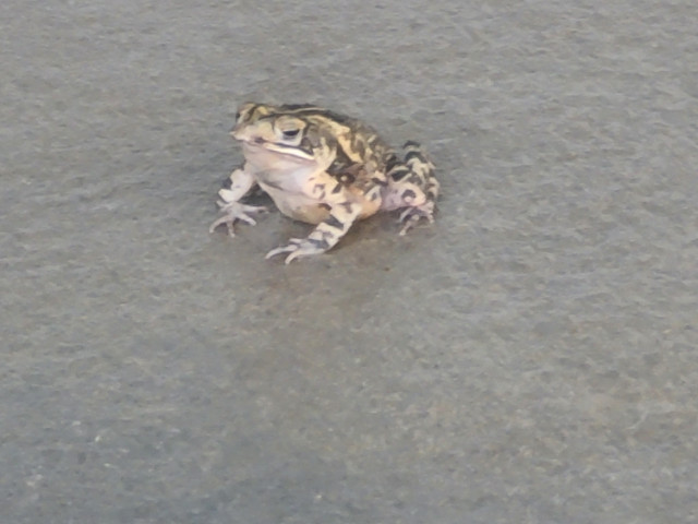 Frog on Concrete Patio