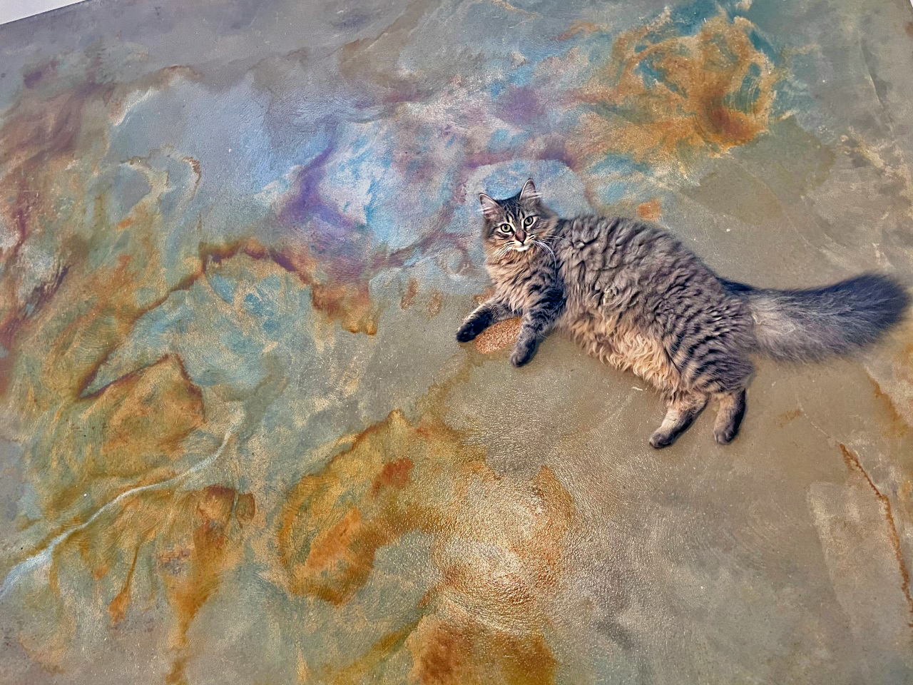 Cat on acid stained concrete floors
