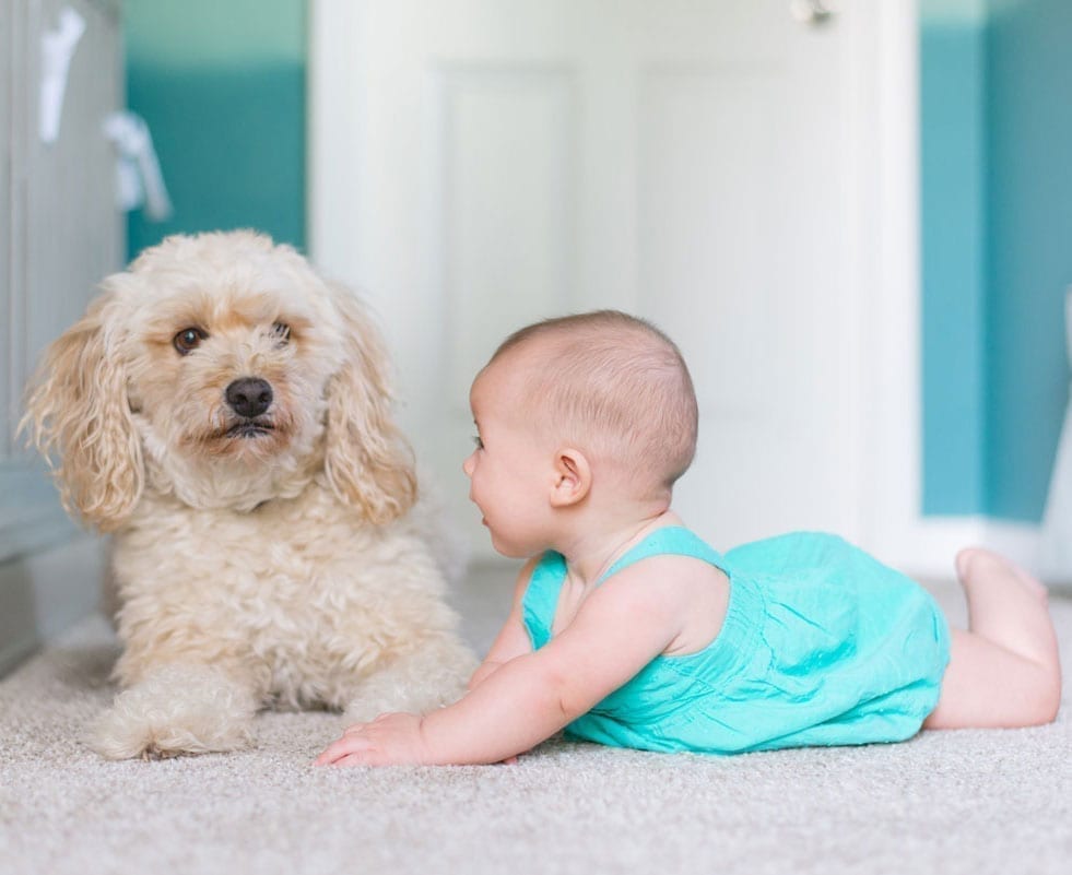 A baby and a dog roll around on a carpeted floor.