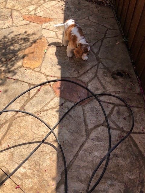 Pet Friendly Stained Stamped Concrete Patio
