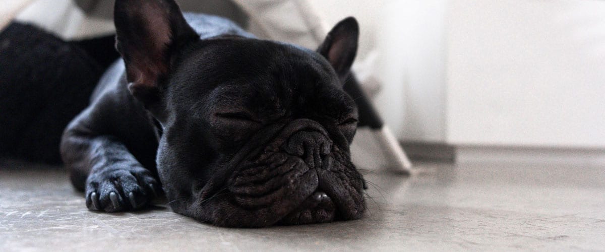 French bulldog sleeps on a concrete floor under a tent, making its choice in the concrete vs. carpet debate clear.