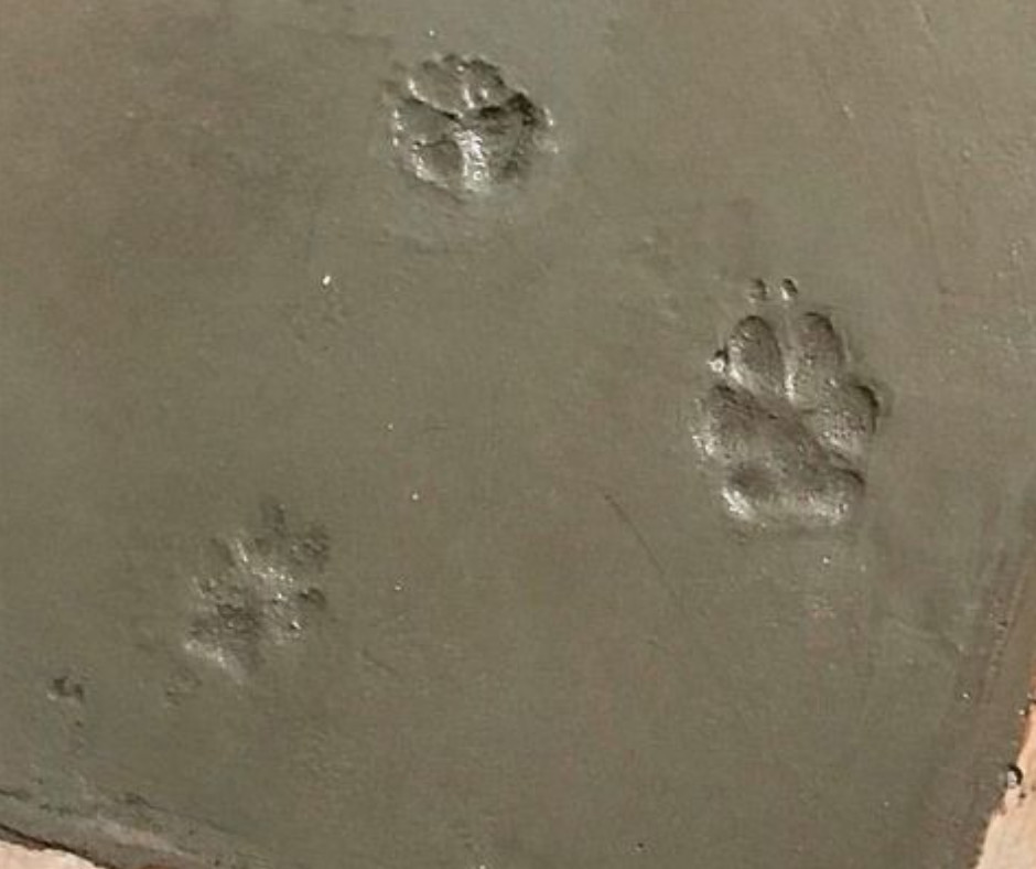 Dog Paws Prints on Concrete