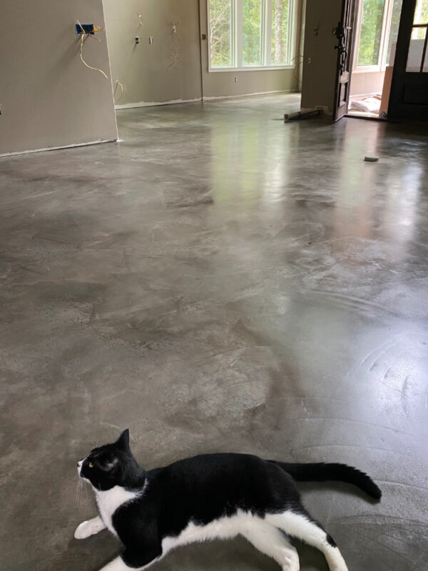 Cat enjoying new concrete stained floors