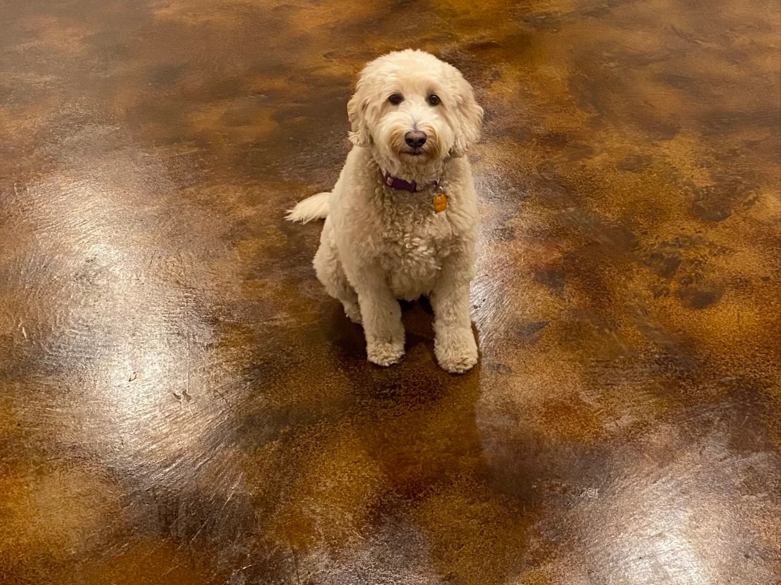 Finished rec room floor with a glossy, stained concrete surface and a dog sitting happily.
