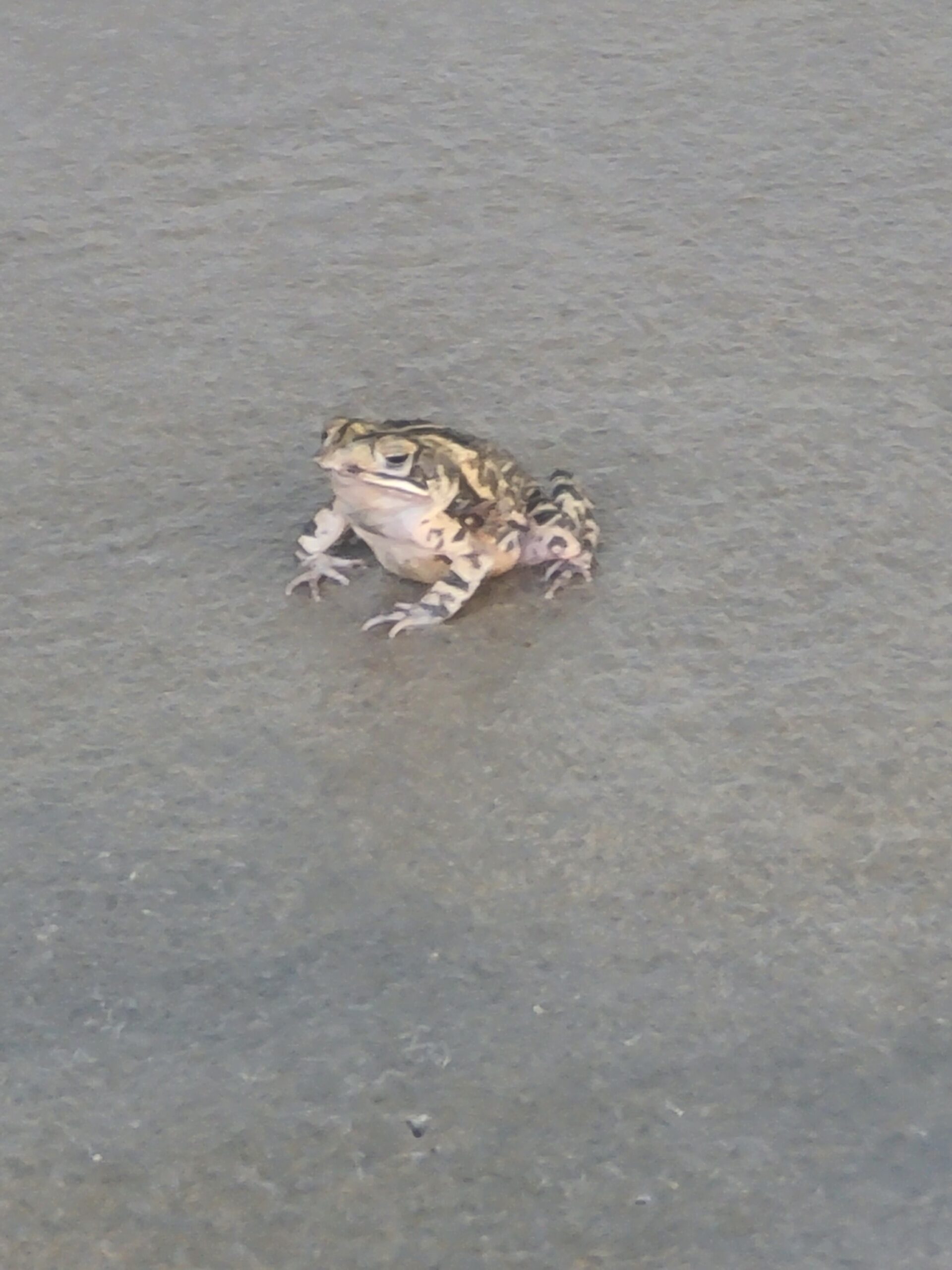 Concrete Patio Floor Frog