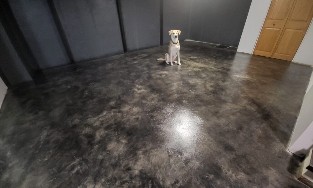 Gorgeous polished basement floor with a charming white dog sitting in the middle, showcasing the stone-like appearance and three distinct colors achieved through expert staining and polishing techniques.