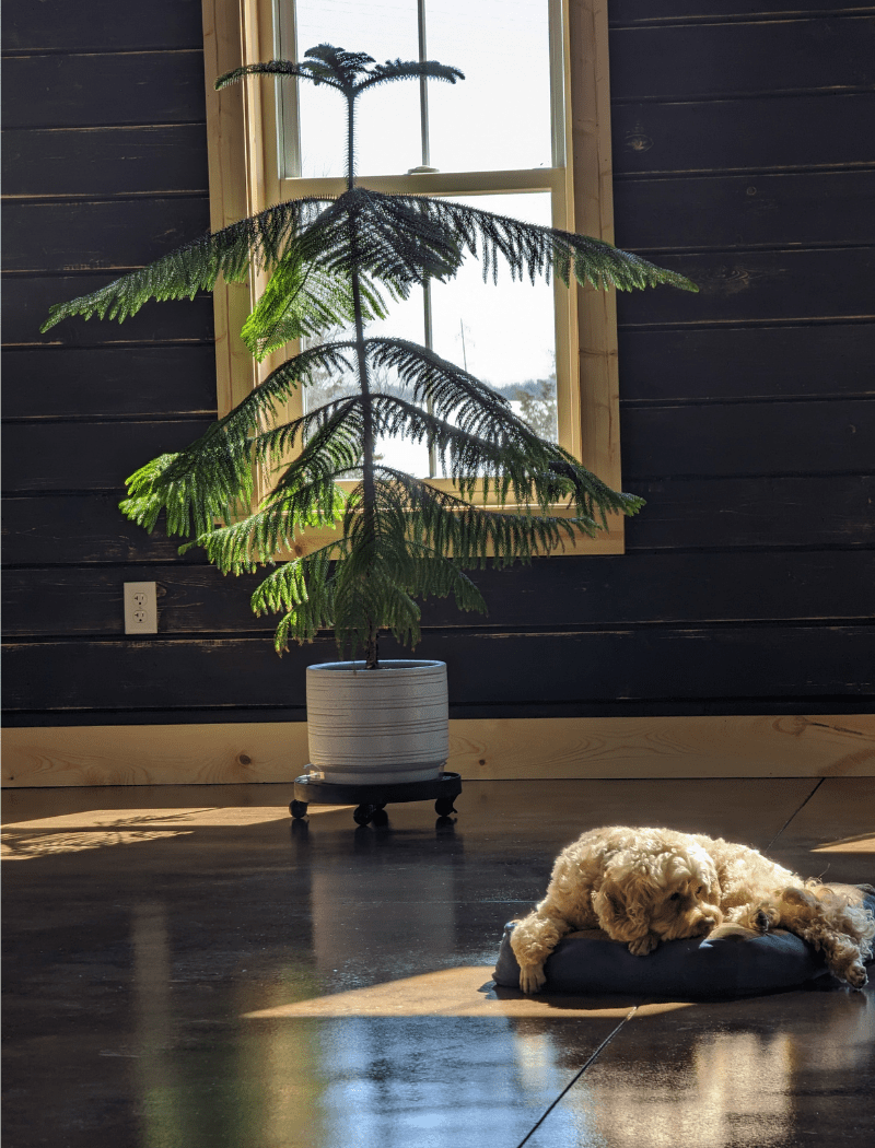 A cozy corner of a living room bathed in sunlight with a sleek acid-stained floor in deep tones, where a dog relaxes on a cushion beside a potted Norfolk Island Pine