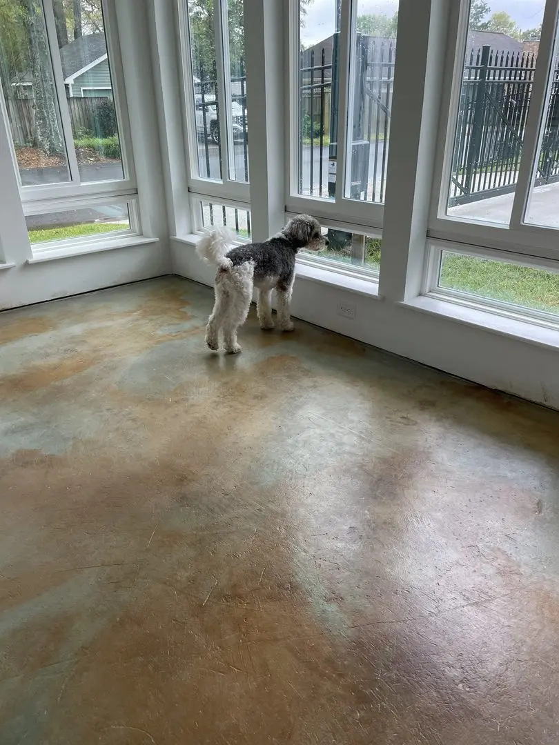 A sunroom with a polished concrete floor featuring soft brown and green tones from acid staining, with a small dog looking out of large windows