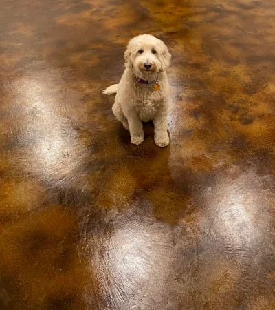 everstain-acid-stained-concrete-floor-pet-dog pet-friendly stained concrete floors