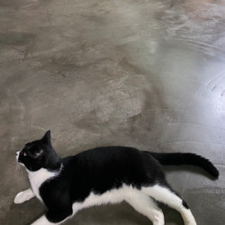 Cat on Charcoal Stained Concrete Floor