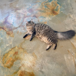 Cat on EverStain Acid Stained Concrete Floor