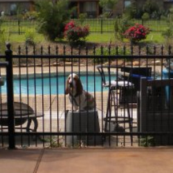 Dog on Concrete Pool Deck Stained with Antiquing Stain