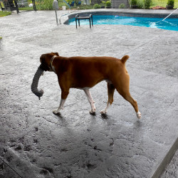 Dog on Black Stamped Concrete Pool Deck