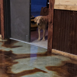 Dog on EverStain Concrete Floors