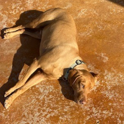 Dog on Faded Stamped Concrete Patio