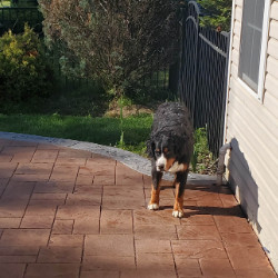 Dog on Stained Stamped Concrete Patio